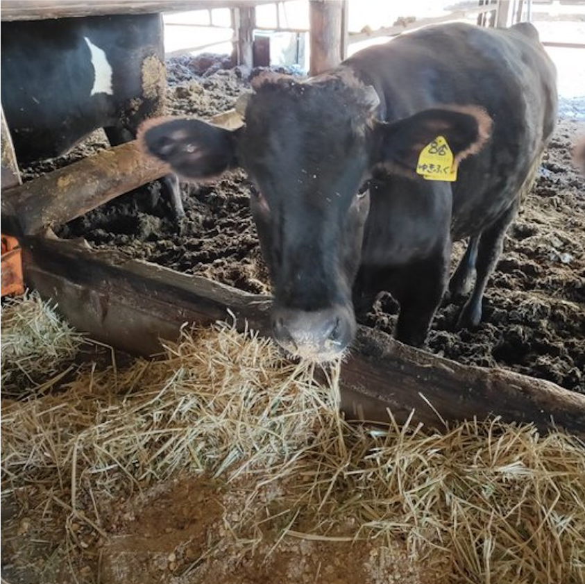 鹿児島県の牧場で育てられている牛の画像